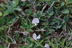 Tephrosia pumila